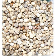 Кабошоны 6 мм круглые из песочной яшмы