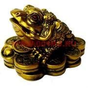 Жаба на монетах средняя