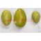 Яйца вагинальные из нефрита 3 штуки - фото 100196