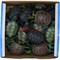 Черепахи мягкие в твердом панцире 24 шт/уп - фото 115610