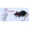 Игрушка резиновая «Крыса» 48 шт/уп - фото 135754