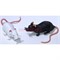 Игрушка резиновая «Крыса» 48 шт/уп - фото 135756