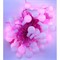 Гирлянда светодиодная розовая 10 м - фото 160847
