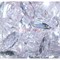 Кабошоны 15x30 овальные граненые из белого стекла - фото 166296