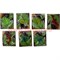 Лизуны животные и насекомые 9 видов, цветные прозрачные (60 шт/уп, 720 шт/кор) - фото 50751